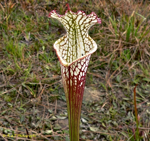 {Sarracenia leucophylla}